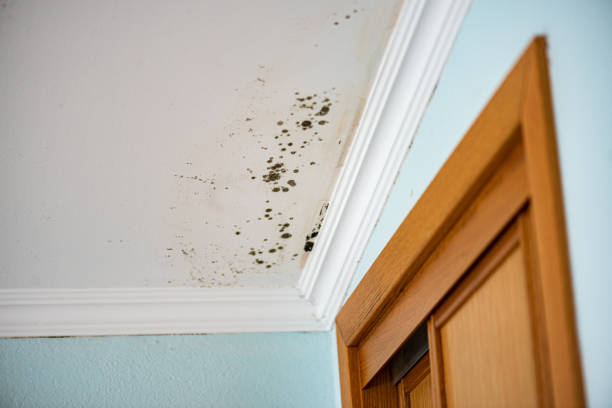 Best Residential Mold Removal  in Mars, PA