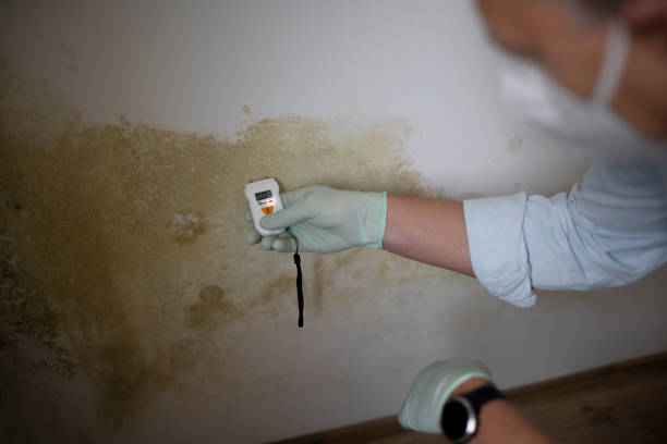 Professional Mold Removal in Mars, PA