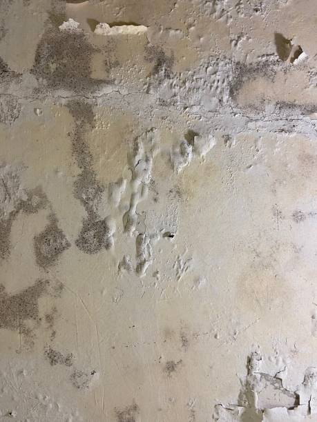 Best Mold Damage Repair  in Mars, PA