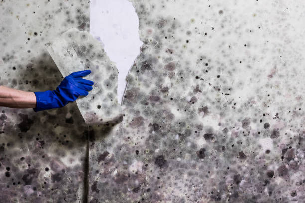 Best Professional Mold Removal  in Mars, PA