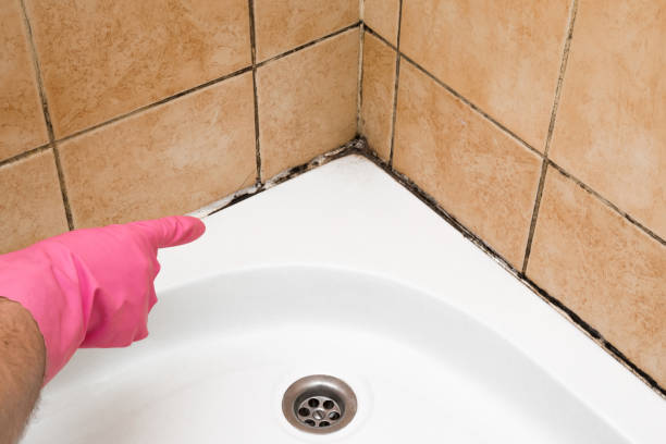 Office Mold Removal Services in Mars, PA